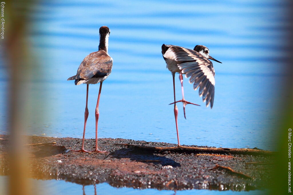 Black-necked Stiltimmature