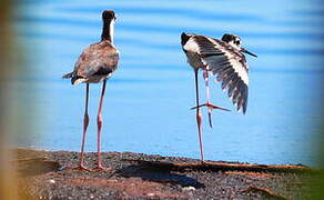 Black-necked Stilt