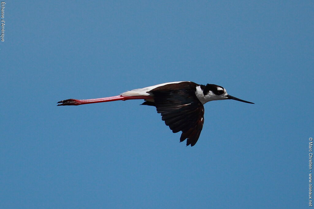 Black-necked Stiltadult