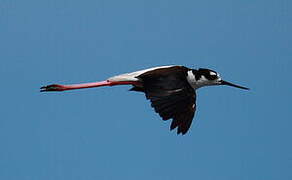 Black-necked Stilt