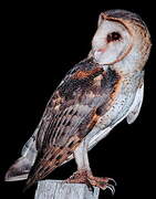 American Barn Owl