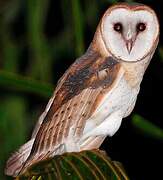 American Barn Owl