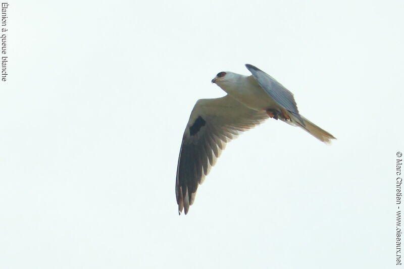 White-tailed Kiteadult, Flight