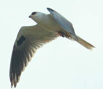 White-tailed Kite