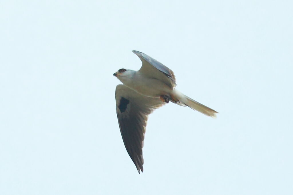 White-tailed Kite