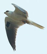 White-tailed Kite