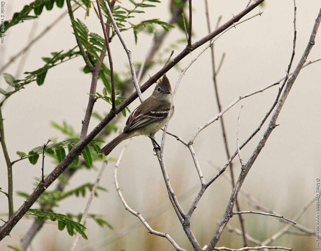 Yellow-bellied Elaenia