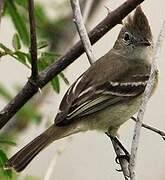 Yellow-bellied Elaenia