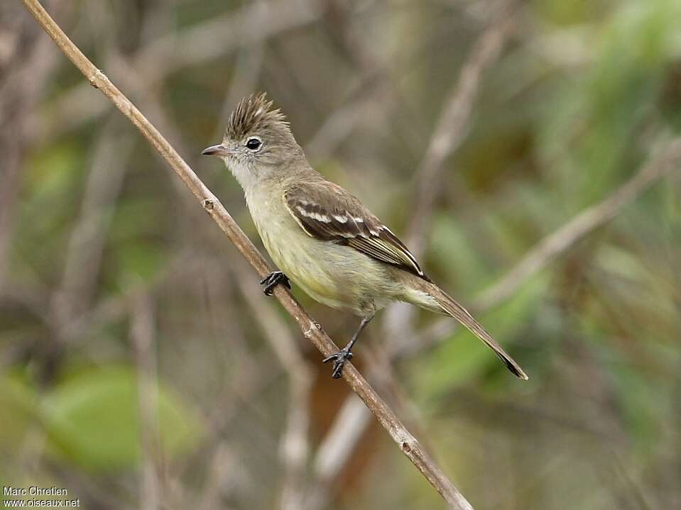 Élénie à ventre jauneadulte, identification