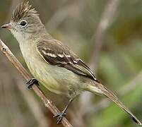 Yellow-bellied Elaenia