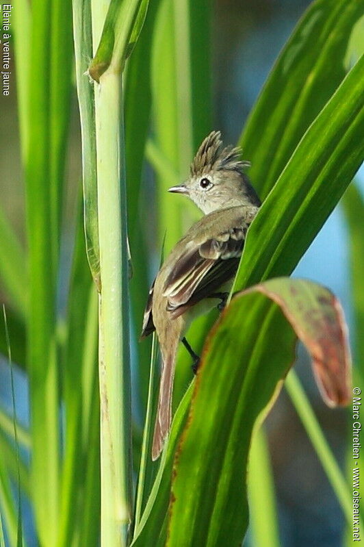 Yellow-bellied Elaenia