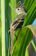 Yellow-bellied Elaenia