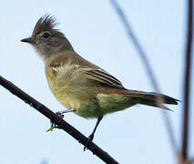 Yellow-bellied Elaenia