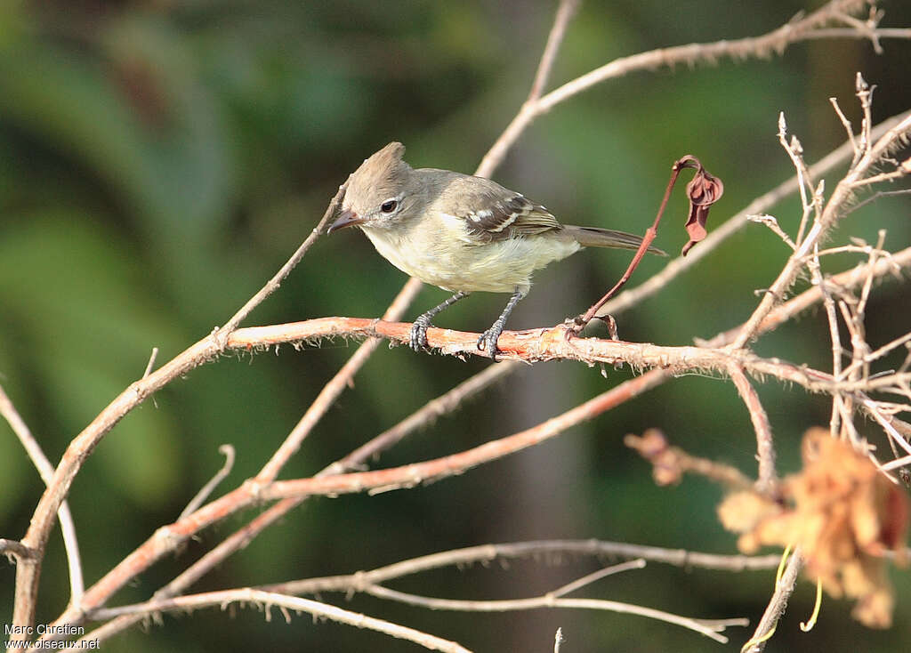 Élénie huppéeadulte, identification