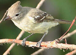 Plain-crested Elaenia