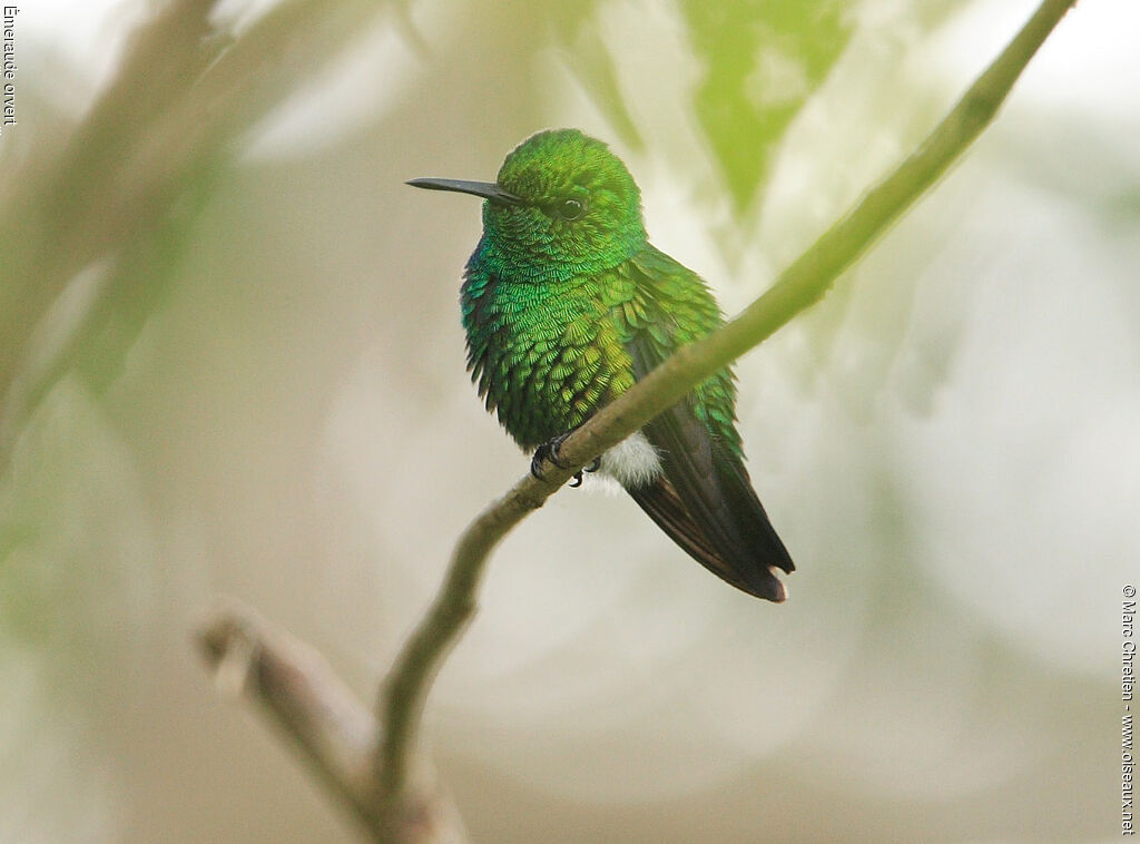 Blue-tailed Emerald