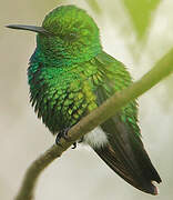 Blue-tailed Emerald