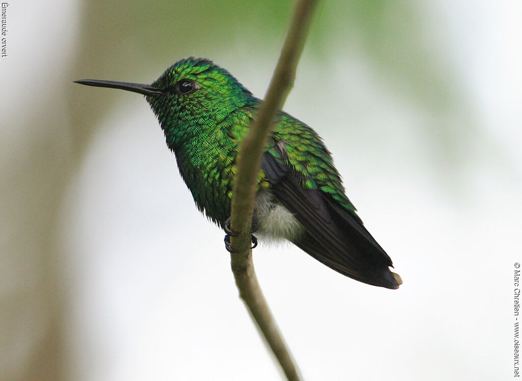 Blue-tailed Emerald male