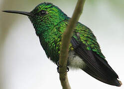 Blue-tailed Emerald