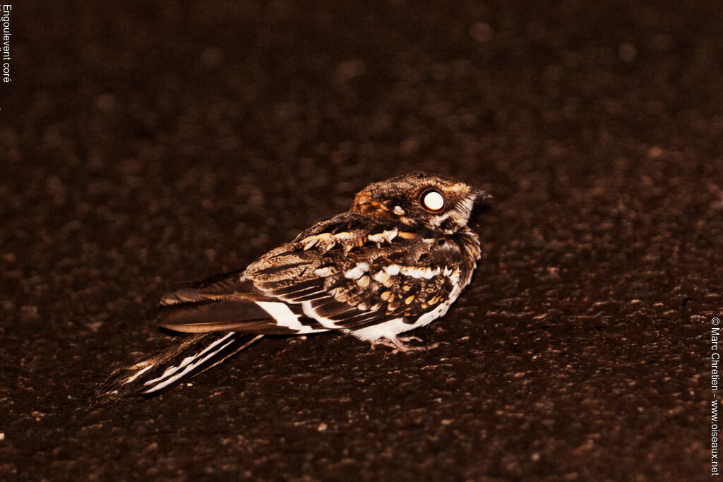 White-tailed Nightjar