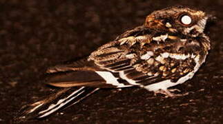 White-tailed Nightjar