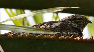 Lesser Nighthawk