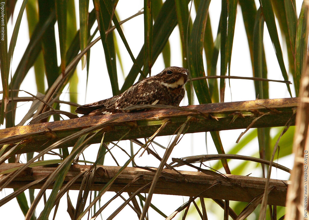 Lesser Nighthawkadult, identification