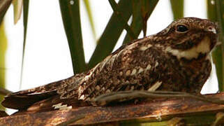 Lesser Nighthawk