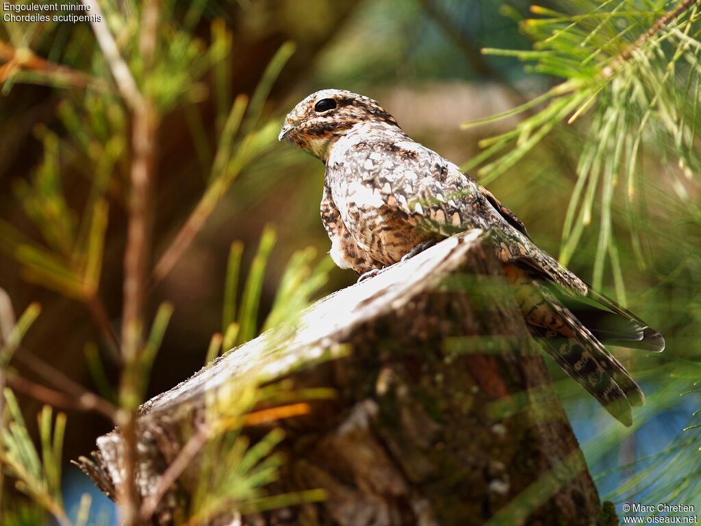 Lesser Nighthawk