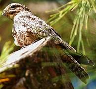 Lesser Nighthawk