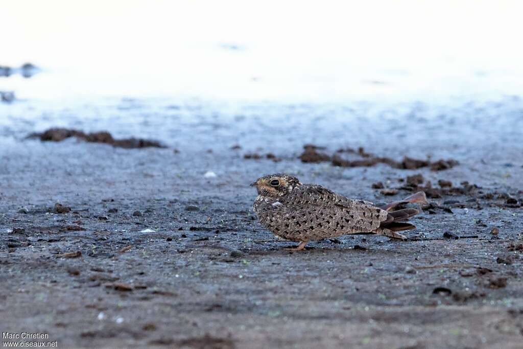 Nacunda Nighthawkadult, identification