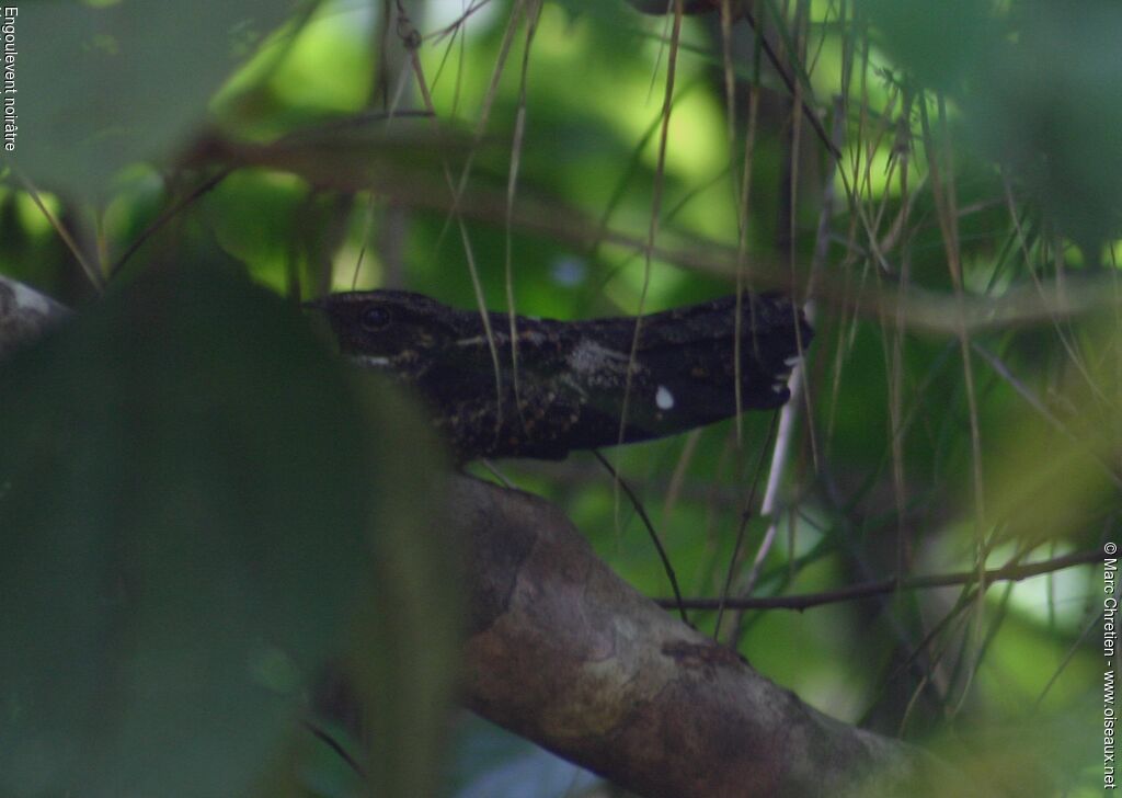 Blackish Nightjar