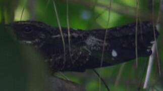 Blackish Nightjar