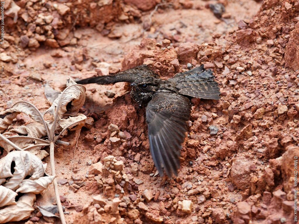 Blackish Nightjar