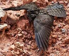 Blackish Nightjar