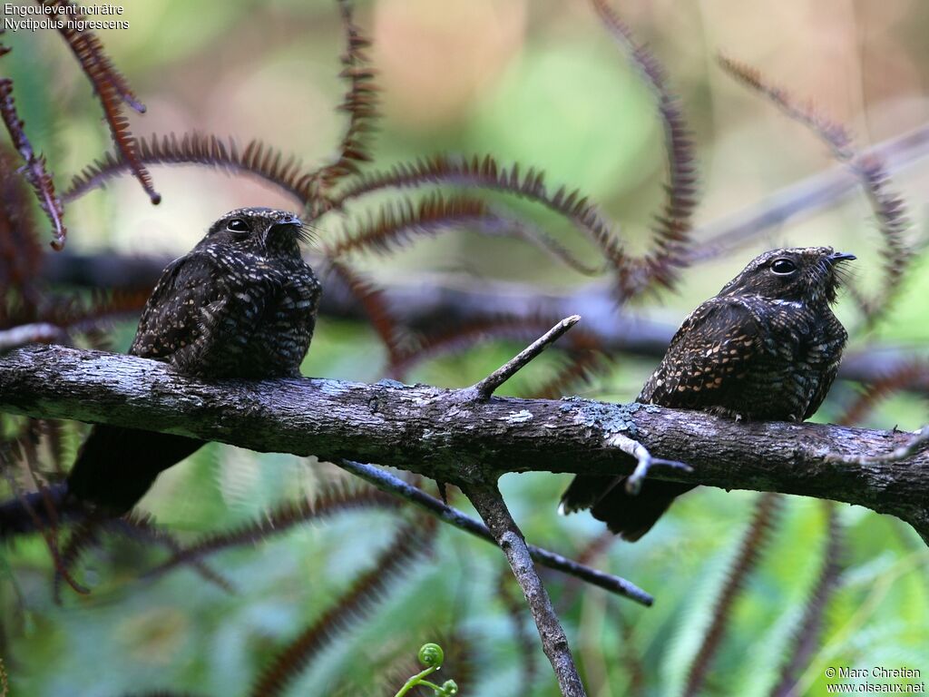 Blackish Nightjar