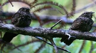 Blackish Nightjar