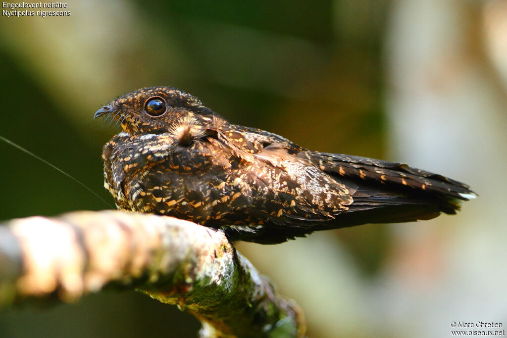 Blackish Nightjar