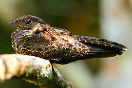 Blackish Nightjar