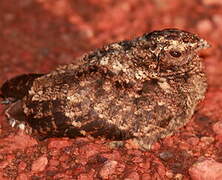 Blackish Nightjar