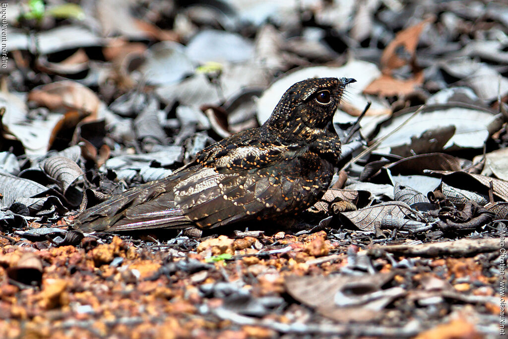 Blackish Nightjar