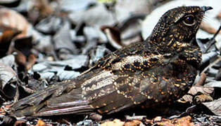 Blackish Nightjar