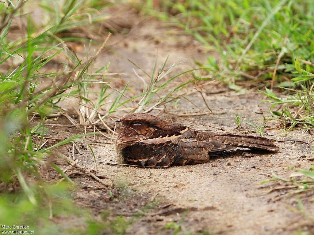 Pauraque female, identification