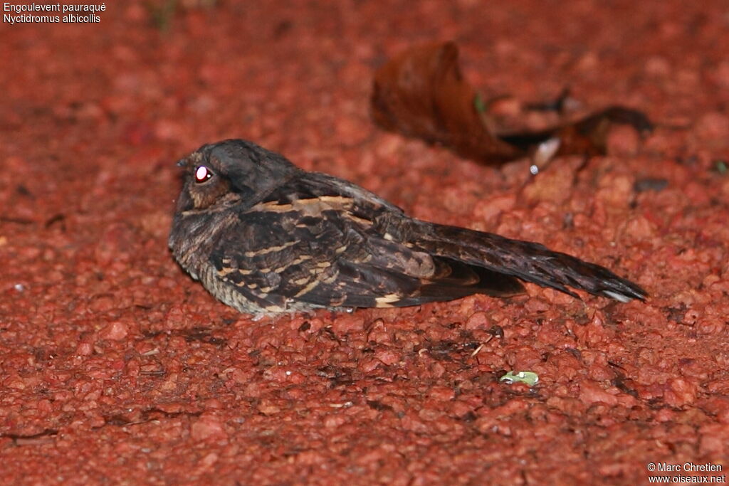 Pauraque male adult