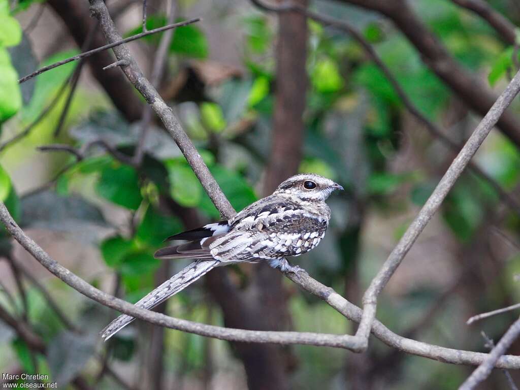 Ladder-tailed Nightjar male adult, identification