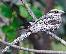 Ladder-tailed Nightjar