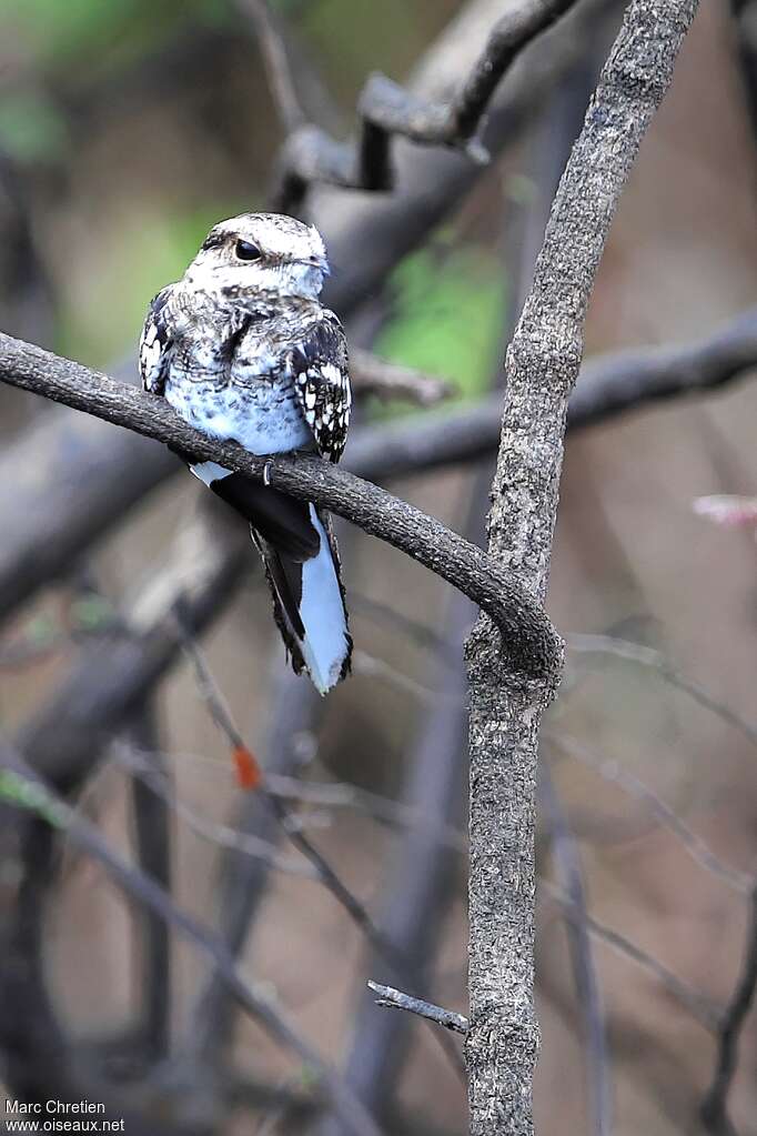 Ladder-tailed Nightjar male adult, pigmentation