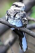 Ladder-tailed Nightjar