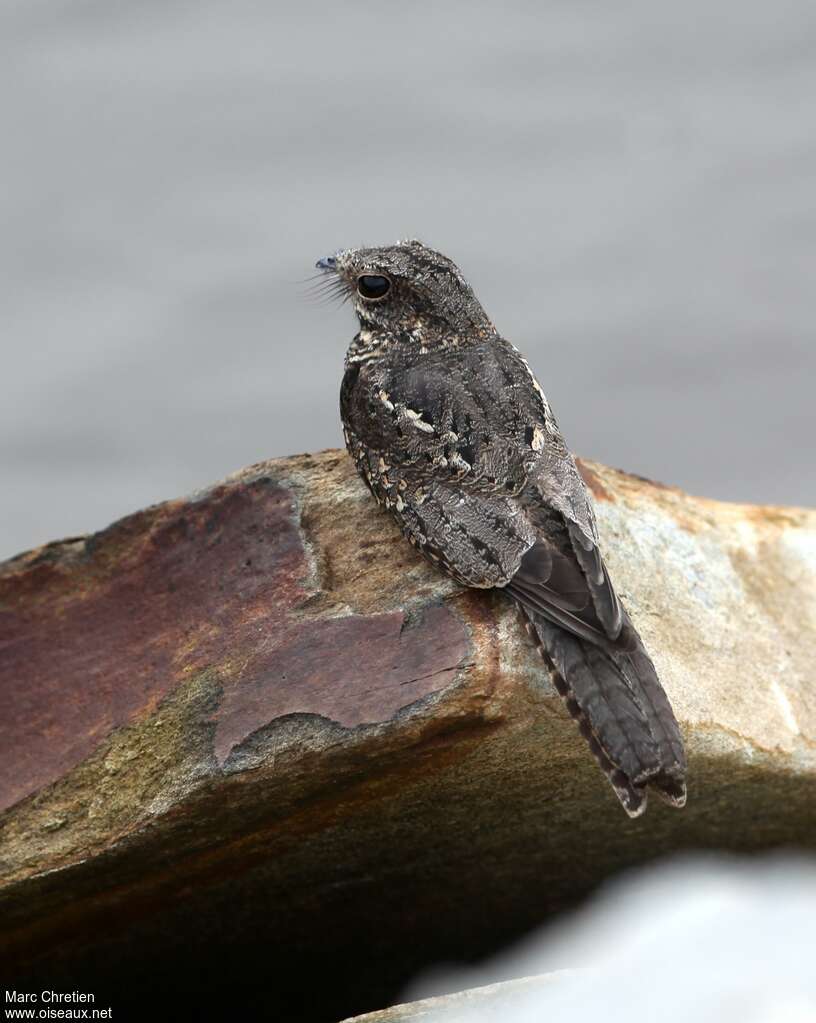 Ladder-tailed Nightjar male adult