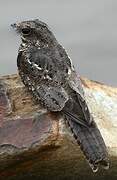 Ladder-tailed Nightjar